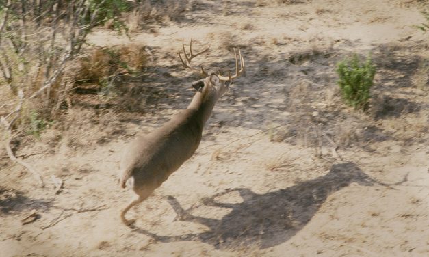 Woods, Waters, and Wildlife:  Not Seeing Bucks?