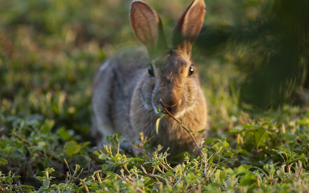 Woods, Waters, and Wildlife:  Are Rabbit’s Feet Good Luck?