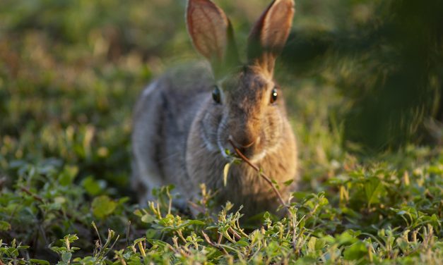 Woods, Waters, and Wildlife:  Are Rabbit’s Feet Good Luck?