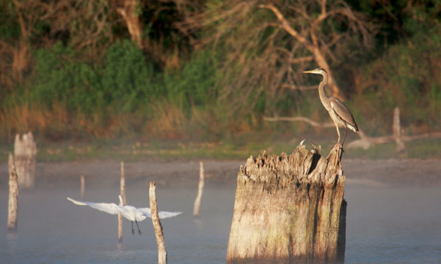 New Birding Grant to Enhance Park Experience