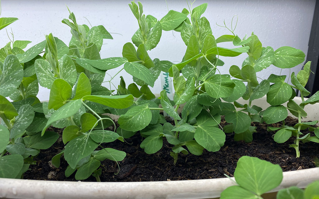 Grow a Few Vegetables Indoors this Winter