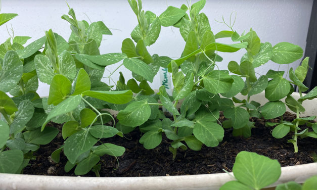 Grow a Few Vegetables Indoors this Winter
