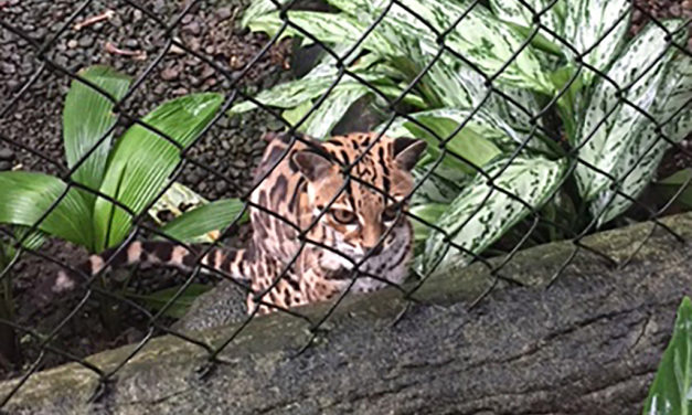Woods, Waters, and Wildlife:  Farewell to a Magnificent Cat?
