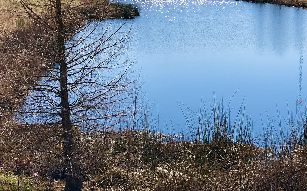 Woods, Waters, and Wildlife:  A Good Day for Ducks?