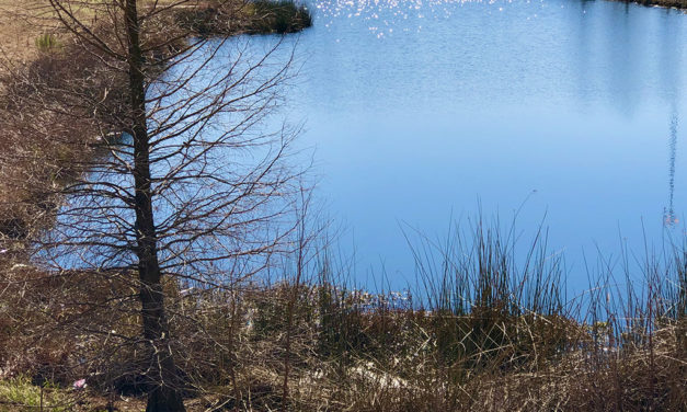 Woods, Waters, and Wildlife:  A Good Day for Ducks?