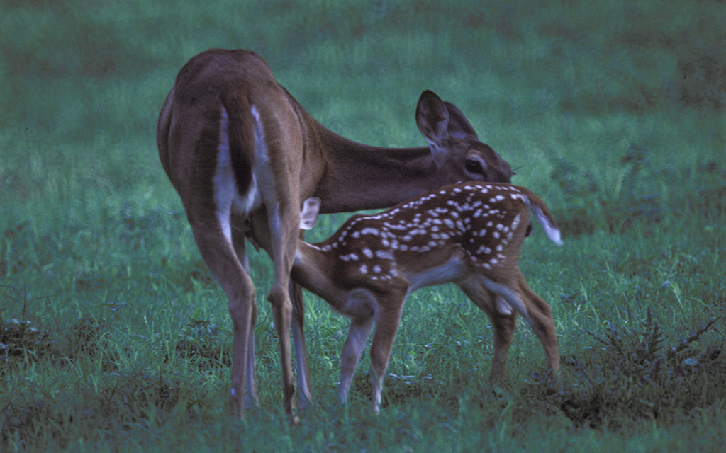 Woods, Waters and Wildlife:  Texas Hunting Leads Nation