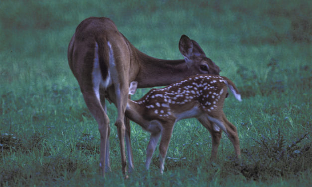 Woods, Waters and Wildlife:  Texas Hunting Leads Nation