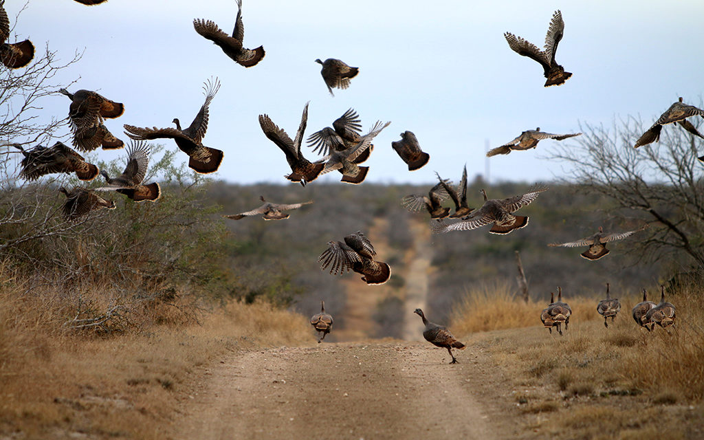 Woods, Waters, and Wildlife:  HENS and GOBBLERS