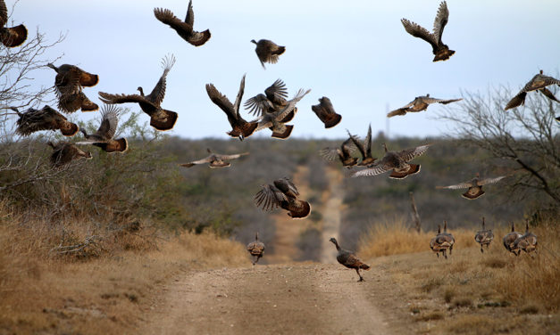 Woods, Waters, and Wildlife:  HENS and GOBBLERS