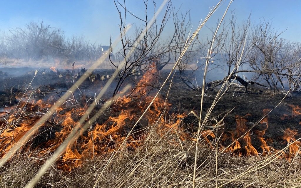 Hay, Feed, Fencing Supplies Needed to Support Texas Wildfire Victims