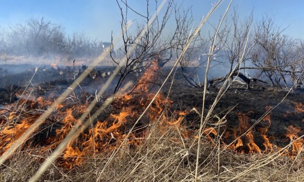 Hay, Feed, Fencing Supplies Needed to Support Texas Wildfire Victims