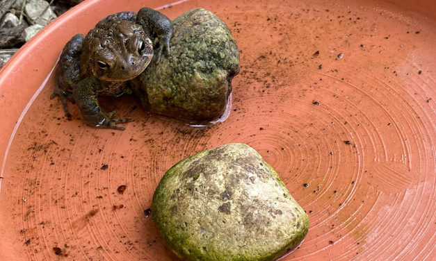 Enlist Nature’s Help for Managing Garden Pests