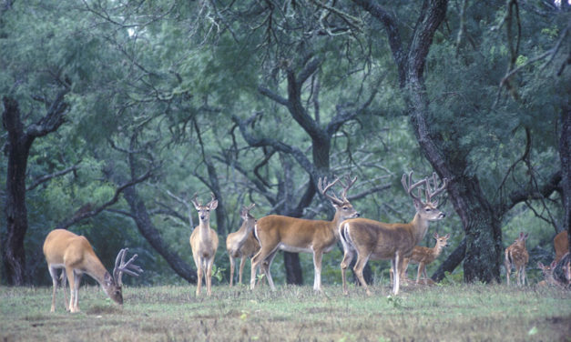Woods, Waters, and Wildlife:  Hunting Regulation Changes for 2022-2023