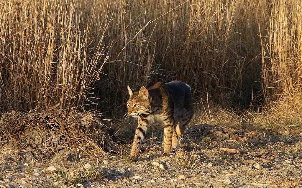 Woods, Waters, and Wildlife:  It Was Just Hungry!