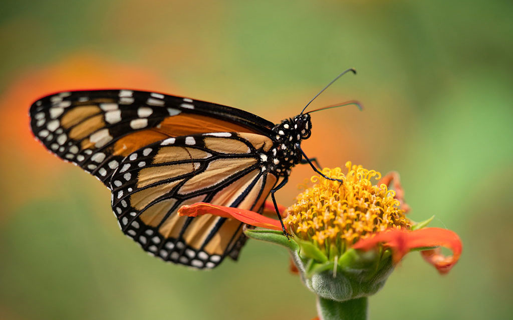 Learn about butterflies, bring them to your garden