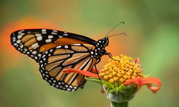 Learn about butterflies, bring them to your garden