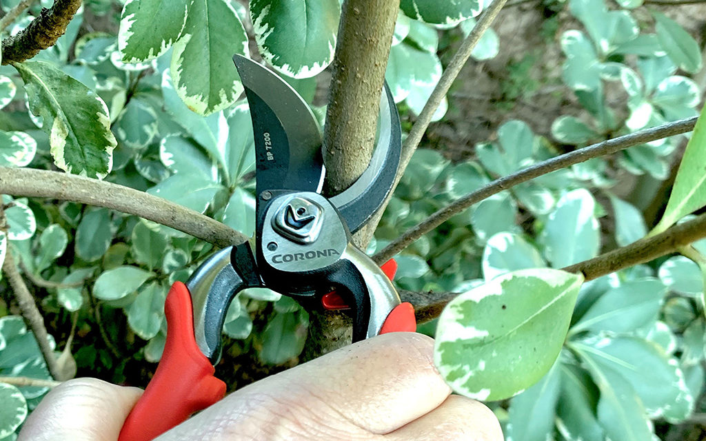 Boost the Beauty of Spring Flowering Shrubs