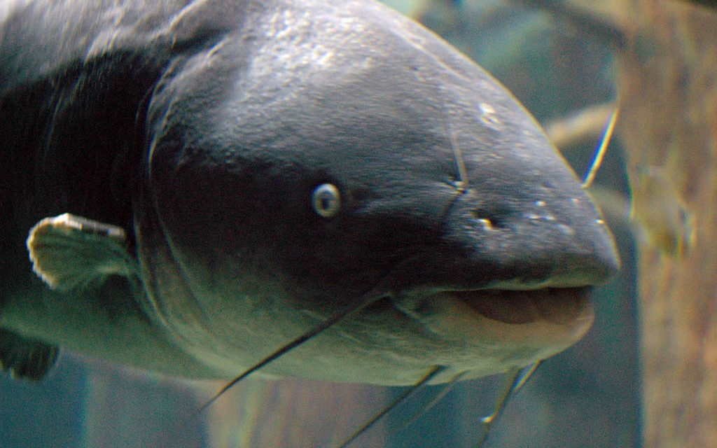Woods, Waters, and Wildlife:  A “Vicious Attack” Catfish?