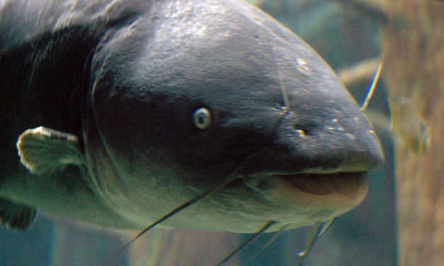 Woods, Waters, and Wildlife:  A “Vicious Attack” Catfish?