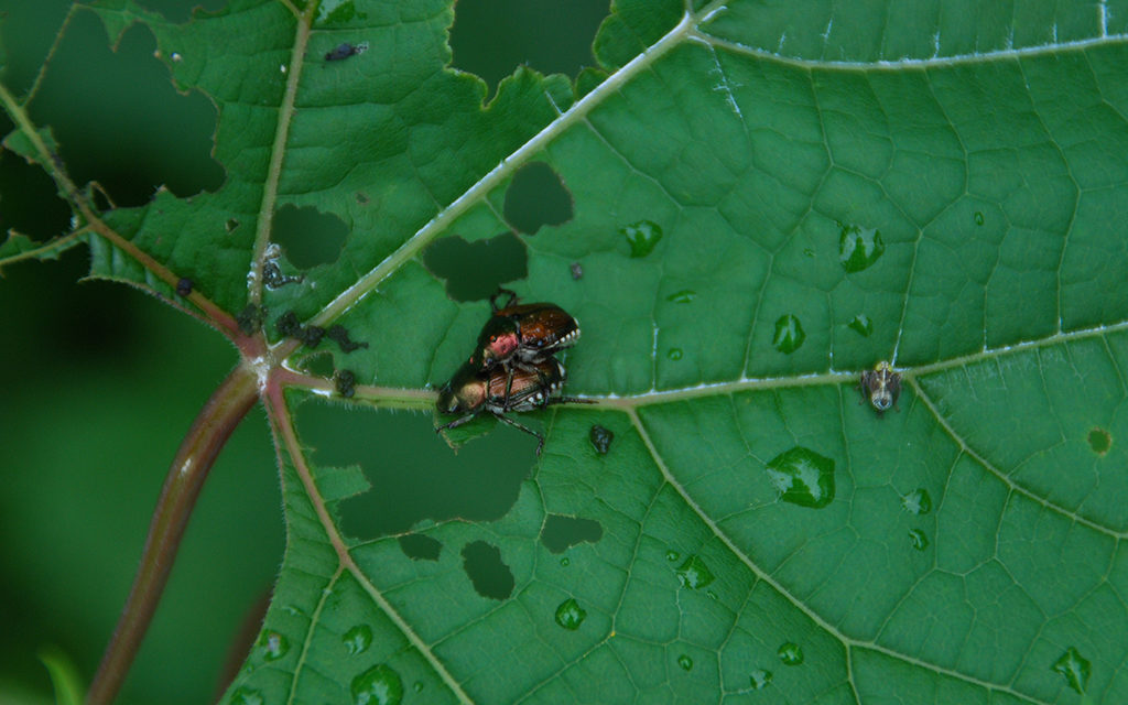 Managing Garden Pests with Pollinators in Mind