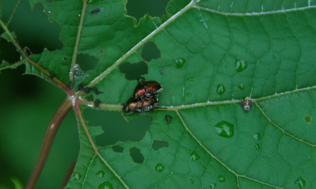 Managing Garden Pests with Pollinators in Mind