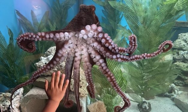 NEW GIANT PACIFIC OCTOPUS ARRIVES AT CHILDREN’S AQUARIUM DALLAS