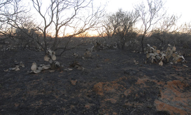 Woods, Waters, and Wildlife:  The Day the Fire Came