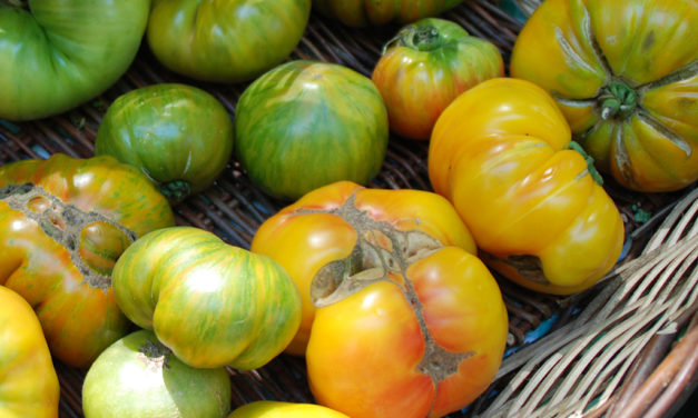 Hot Weather Garden Woes