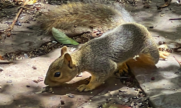 Woods, Waters, and Wildlife:  Too Hot to Fish