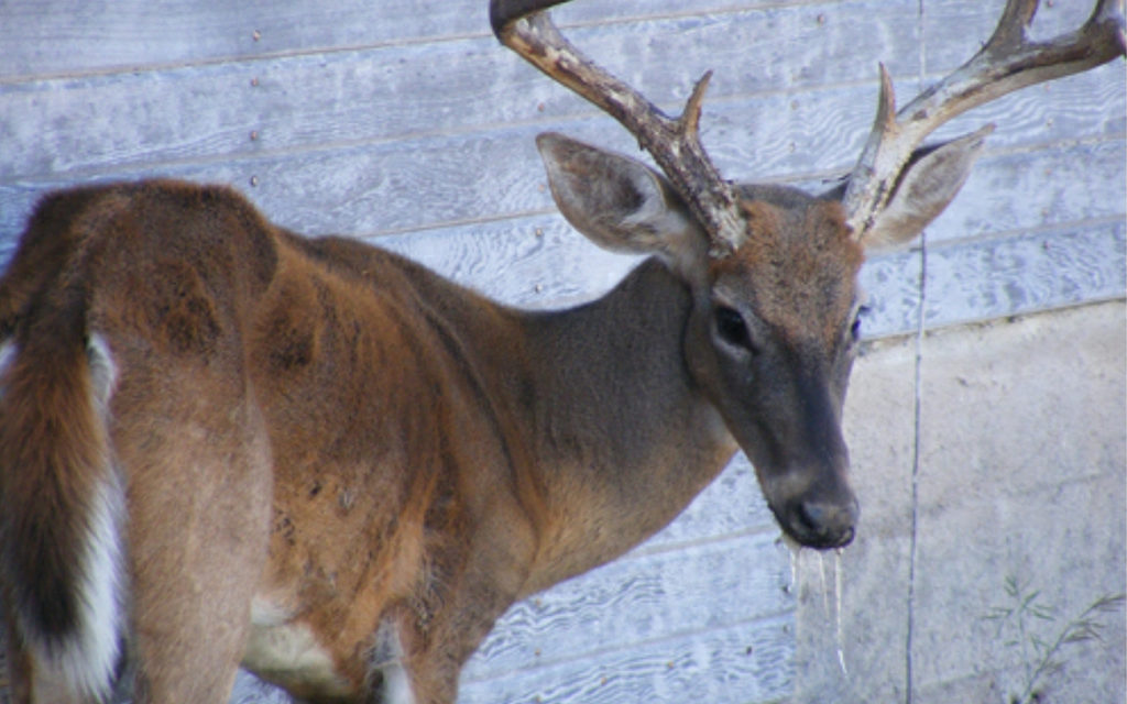 Woods, Waters, and Wildlife:  CWD Infection Detection