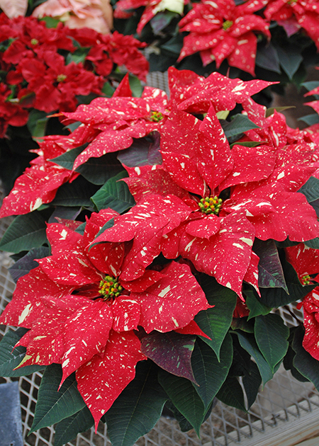 Reblooming Poinsettias and Christmas Cactus | FCT News