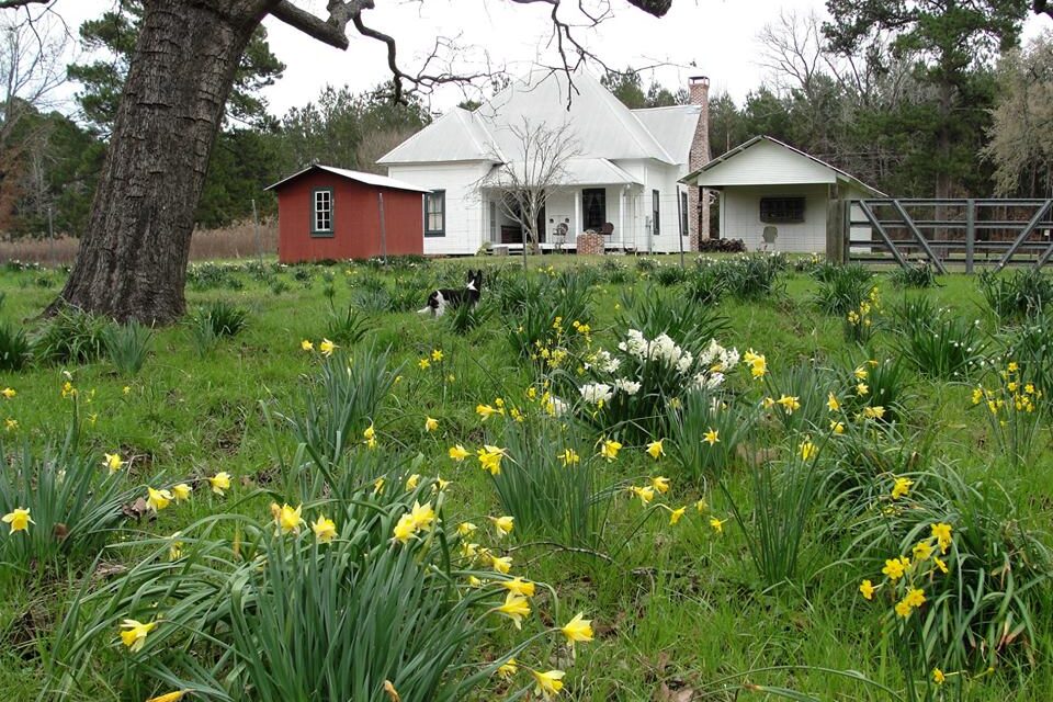 Master Gardeners ‘Bulbs to Blooms’ online sale Oct. 3-11; conference Oct. 15 in Tyler