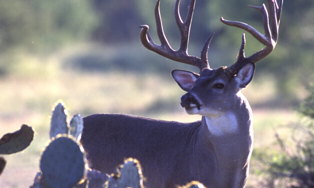 Woods, Waters, and Wildlife:  Whitetail Prospects for 2022, Part 2