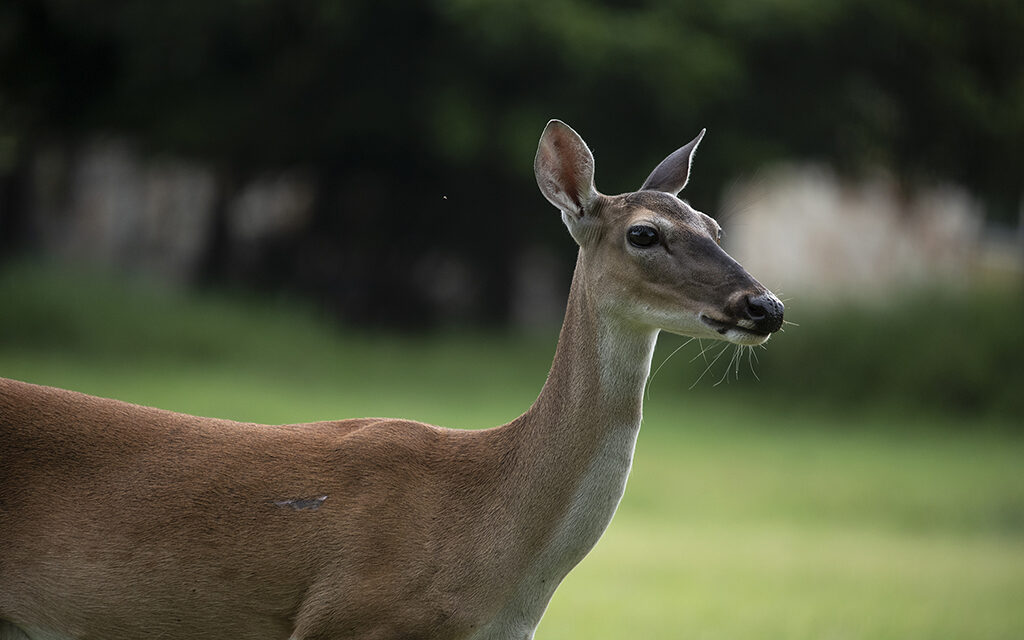 Woods, Waters, and Wildlife:  Should We Shoot Does?