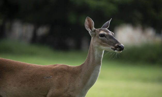 Woods, Waters, and Wildlife:  Should We Shoot Does?