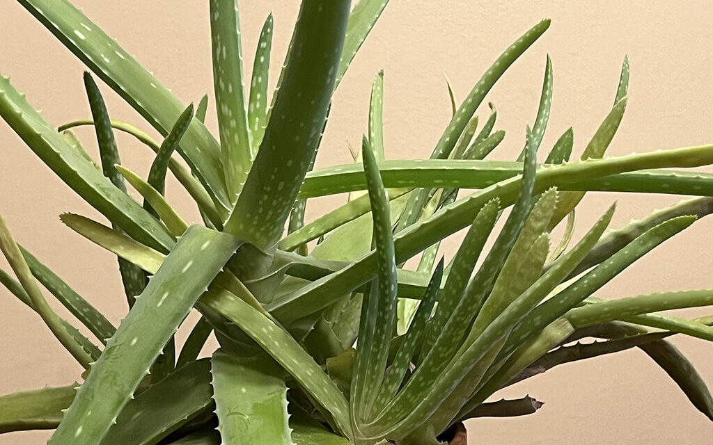 Growing Easy-Care Aloe Vera, Nature’s Burn Ointment