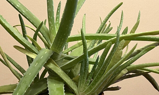 Growing Easy-Care Aloe Vera, Nature’s Burn Ointment