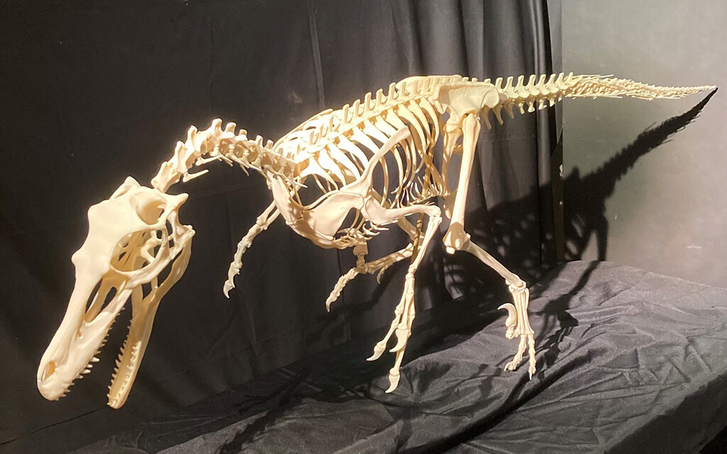 SHSU Center Recreates Rare Dinosaur