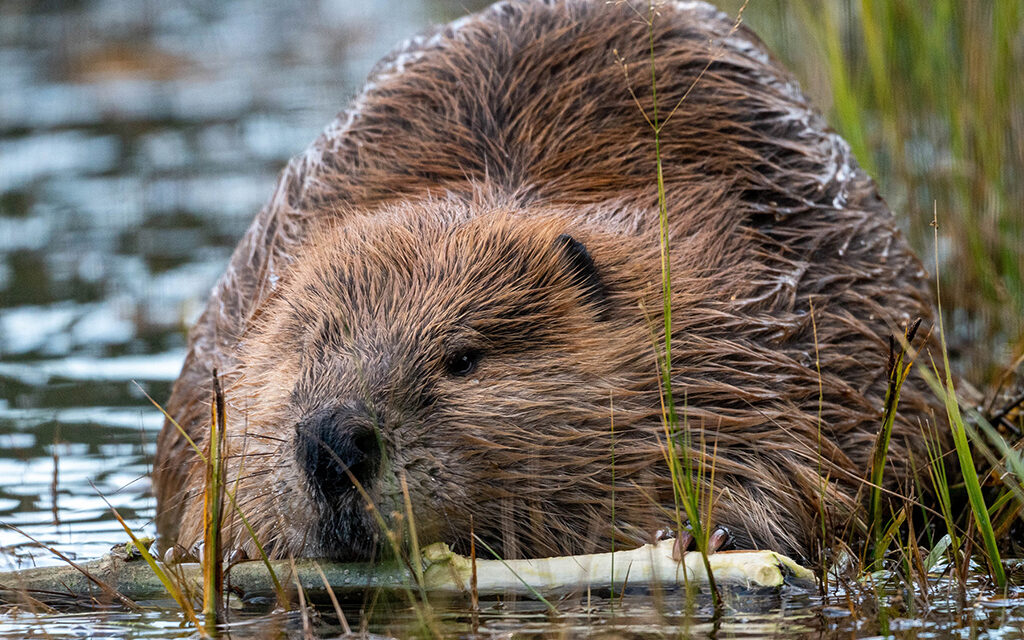 Woods, Waters, and Wildlife:  Busy as a Beaver