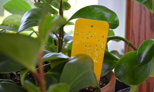 Boost the Health and Beauty of Your Houseplants