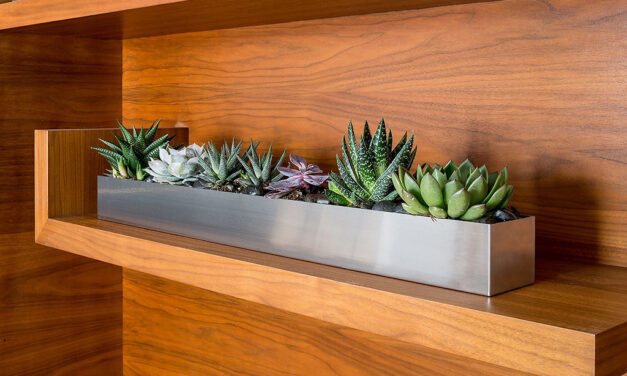 Grow a Beautiful Indoor Succulent Garden