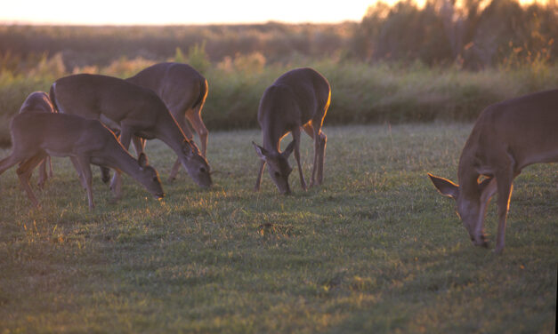 Late Doe Season Salvation