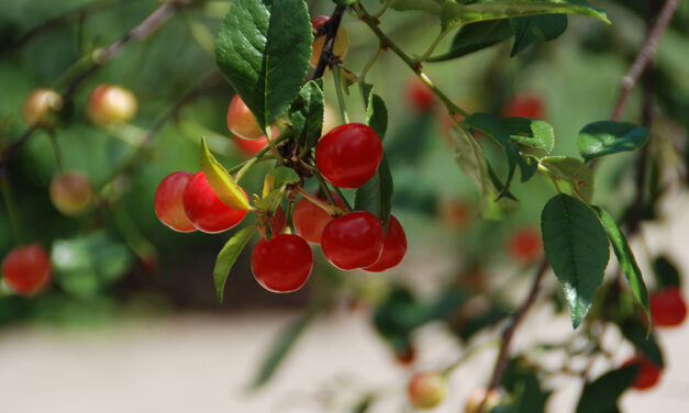 Pain Relief Found in The Garden