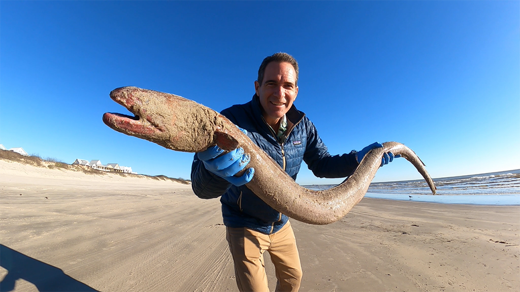 Woods, Waters and Wildlife:  Giant Eel Found on Gulf Beach