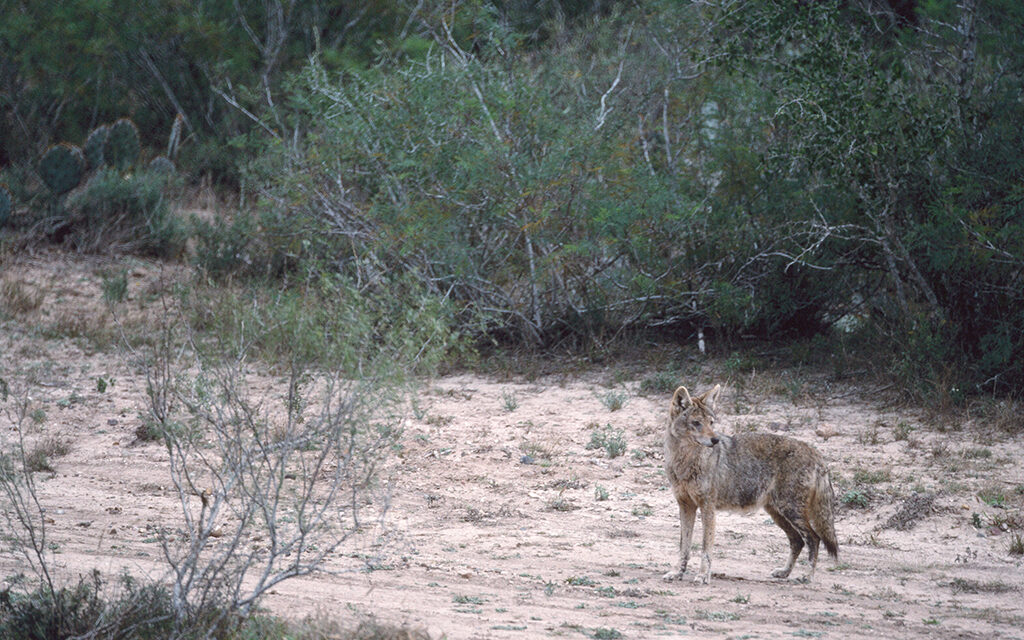 Woods, Waters and Wildlife:  Predator Calling Changes