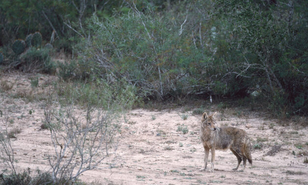 Woods, Waters and Wildlife:  Predator Calling Changes