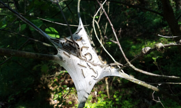 Late Winter Tent Caterpillar Management