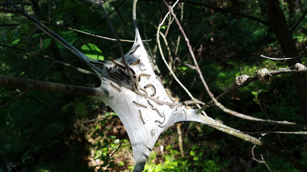 Late Winter Tent Caterpillar Management