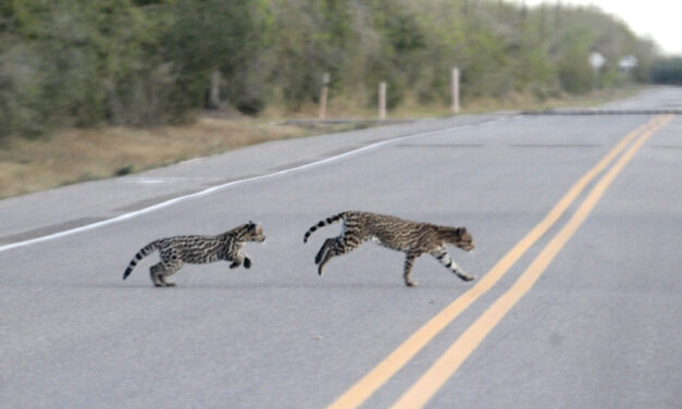 Woods, Waters, and Wildlife:  F-8 and Be There!