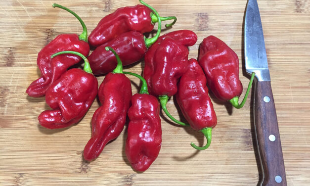 Managing the Heat of Hot Peppers